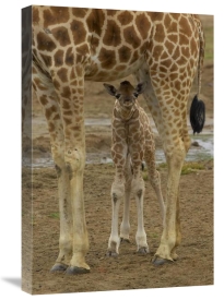 San Diego Zoo - Rothschild Giraffe calf hiding under mother, native to Africa