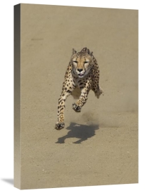 San Diego Zoo - Cheetah running, native to Africa