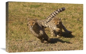 San Diego Zoo - Cheetah juveniles playing, native to Africa