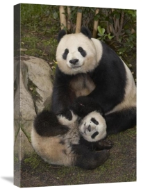 San Diego Zoo - Giant Panda mother and baby, native to China
