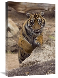 San Diego Zoo - Sumatran Tiger cub jumping onto rock, native to Sumatra