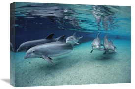 Flip Nicklin - Bottlenose Dolphin group swimming in shallow water, Hawaii
