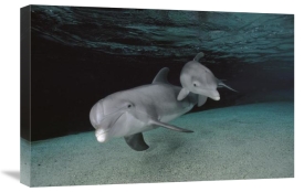 Flip Nicklin - Bottlenose Dolphin mother and baby swimming underwater