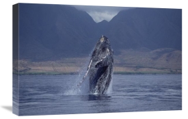 Flip Nicklin - Humpback Whale breaching, Maui, Hawaii