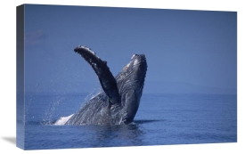 Flip Nicklin - Humpback Whale breaching, Maui, Hawaii