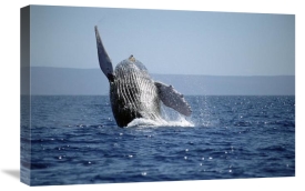 Flip Nicklin - Humpback Whale breaching, Maui, Hawaii