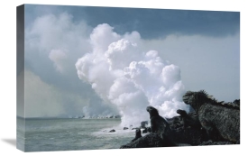 Tui De Roy - Marine Iguanas with steam from lava flowing into sea, Galapagos Islands, Ecuador