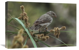 Tui De Roy - Small Ground-Finch female feeding on sedge seeds,  Galapagos Islands, Ecuador