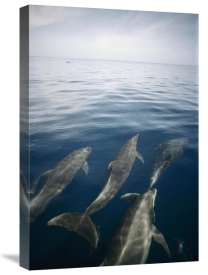 Tui De Roy - Bottlenose Dolphin pod surfacing, Isabella Island, Galapagos Islands, Ecuador