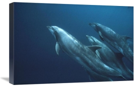 Mark Jones - Bottlenose Dolphins, Roca Redonda, Galapagos Islands, Ecuador