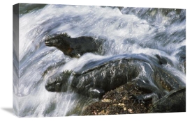 Tui De Roy - Marine Iguana pair in surf resting on rocks,  Galapagos Islands, Ecuador