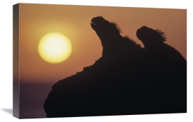 Tui De Roy - Marine Iguana pair silhouetted on lava shore, Galapagos Islands, Ecuador