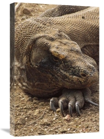 Tui De Roy - Komodo Dragon male basking, Komodo NP, Komodo Island, Indonesia