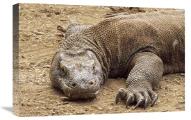 Tui De Roy - Komodo Dragon male basking, Komodo NP, Komodo Island, Indonesia