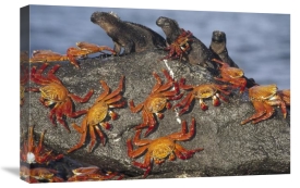 Tui De Roy - Sally Lightfoot Crabs and Marine Iguanas, Galapagos Islands, Ecuador