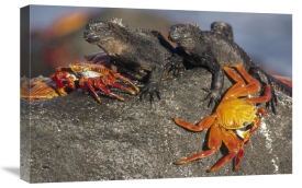 Tui De Roy - Sally Lightfoot Crabs and Marine Iguanas, Galapagos Islands, Ecuador
