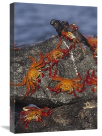 Tui De Roy - Sally Lightfoot Crabs and Marine Iguanas, Galapagos Islands, Ecuador