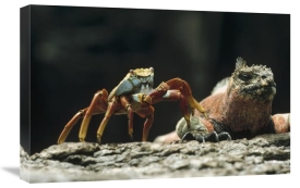 Tui De Roy - Marine Iguana male with Sally Lightfoot Crab, Galapagos Islands, Ecuador