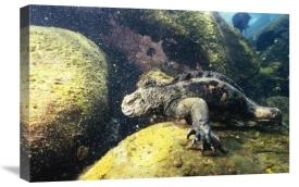 Tui De Roy - Marine Iguana grazing on seaweed in wave, Academy Bay, Galapagos Islands