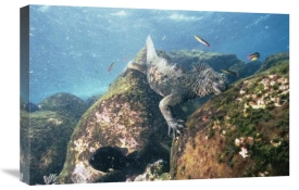 Tui De Roy - Marine Iguana grazing on seaweed in wave, Academy Bay, Galapagos Islands