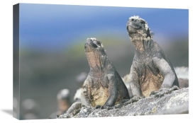 Tui De Roy - Marine Iguanas sky pointing to keep cool, Punta Espinosa, Galapagos Islands