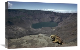 Tui De Roy - Galapagos Land Iguana overlooking caldera, Galapagos Islands, Ecuador