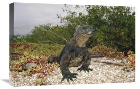 Tui De Roy - Marine Iguana male, Academy Bay, Galapagos Islands, Ecuador