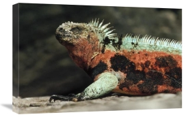Tui De Roy - Marine Iguana male in breeding color, Galapagos Islands, Ecuador