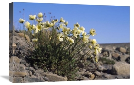Tui De Roy - Svalbard Poppy, Spitsbergen, Svalbard, Norwegian Arctic