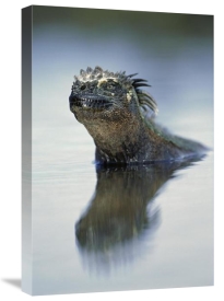 Tui De Roy - Marine Iguana, Punta Espinosa, Galapagos Islands, Ecuador
