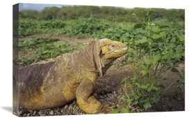 Tui De Roy - Galapagos Land Iguana male, Galapagos Islands, Ecuador