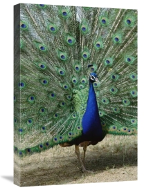 Tui De Roy - Indian Peafowl male in full display, Isodora Cusino Botanical Ark,  Chile
