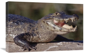 Tui De Roy - Jacare Caiman portrait, Pantanal, Brazil