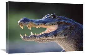 Tui De Roy - Jacare Caiman portrait, Pantanal, Brazil
