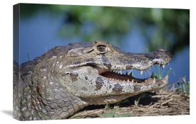 Tui De Roy - Jacare Caiman portrait, Pantanal, Brazil