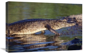 Tui De Roy - Jacare Caiman portrait, Pantanal, Brazil