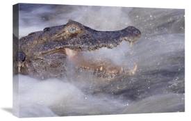 Tui De Roy - Jacare Caiman fishing in rushing river, Pantanal, Brazil
