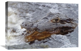 Tui De Roy - Jacare Caiman fishing with mouth open in rushing river, Pantanal, Brazil