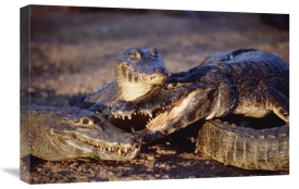 Tui De Roy - Jacare Caiman trio in early evening light, Pantanal, Brazil