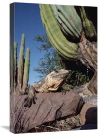 Tui De Roy - Common Chuckwalla basking amid Cardon cactus, Baja California, Mexico