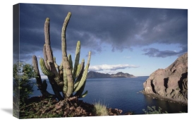 Tui De Roy - Danzante Island, Sea of Cortez, Baja California, Mexico