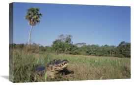 Tui De Roy - Jacare Caiman in marshland, Pantanal, Brazil