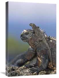 Tui De Roy - Marine Iguana hatchling basking on back of adult, Galapagos Islands