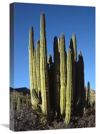 Tui De Roy - Cardon cacti, Santa Catalina Island, Sea of Cortez, Baja California, Mexico