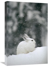 Michael Quinton - Snowshoe Hare in snowfall, Yellowstone National Park, Wyoming