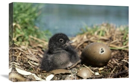 Michael Quinton - Common Loon chick with hatching egg, summer, Wyoming