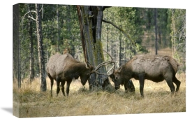 Michael Quinton - Elk two males sparring, Yellowstone National Park, Wyoming