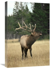 Michael Quinton - Elk male bugling during rut,autumn, Yellowstone National Park, Wyoming