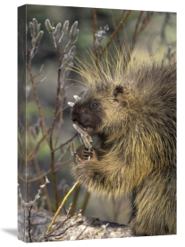Michael Quinton - Common Porcupine feeding on Pussywillow, spring, Alaska