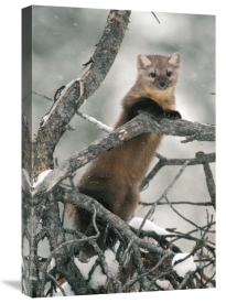 Michael Quinton - American Marten in tree in the winter, Idaho